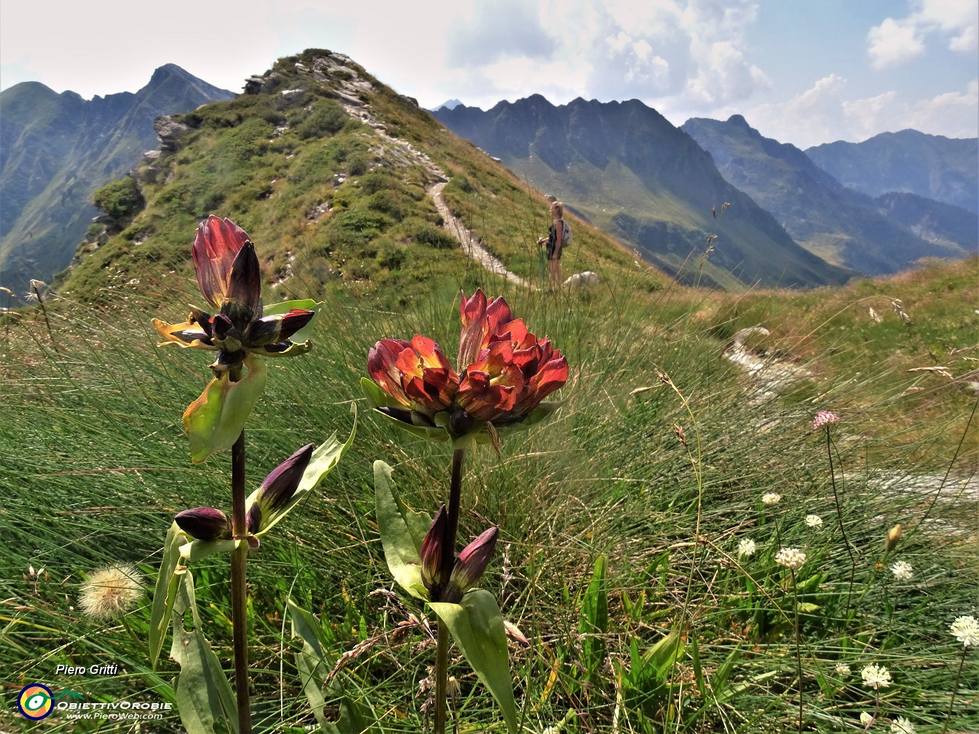 63 Gentiana purpurea (Genziana porporina) ancora in buona fioritura.JPG
